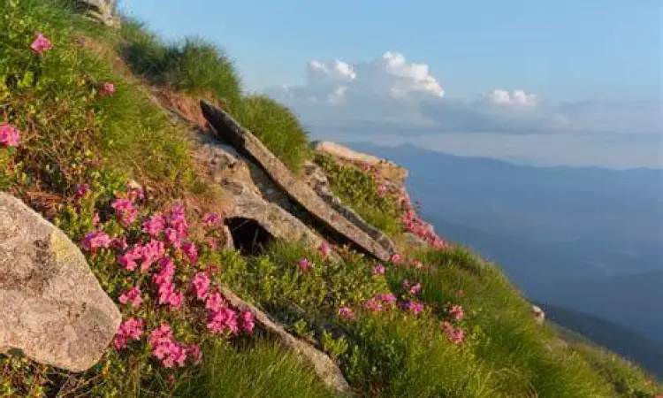 pemandangan bukit berbunga yang indah