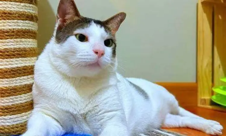 Bobby Kertanegara duduk di atas meja rapat Prabowo Subianto