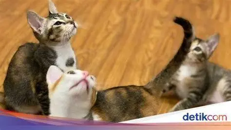 Tiga Sekawan Kucing Kertanegara Tiga kucing Prabowo Mimi Miki Abigail