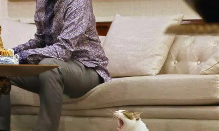 Kucing Pak Prabowo Bobby sedang duduk di meja rapat