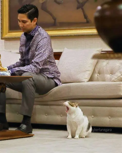 Bobby Kertanegara di Ruang Rapat Kucing Pak Prabowo Bobby sedang duduk di meja rapat