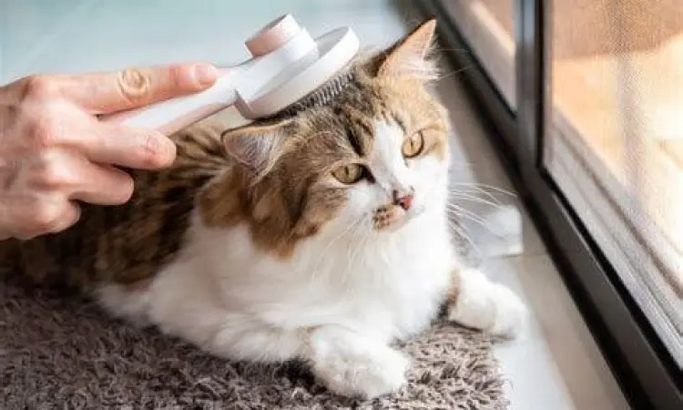 Cara merawat kucing domestik agar sehat dan bersih