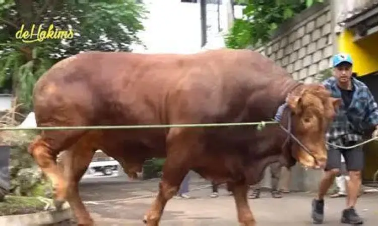 Sapi Limosin jumbo dengan otot yang padat