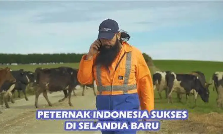 Peternak sapi lokal sedang memberi pakan