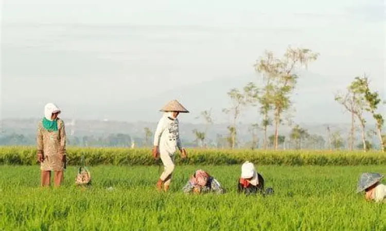 Swasembada Pangan Indonesia Modernisasi pertanian untuk swasembada pangan