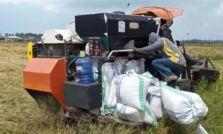 Panen Raya Food Estate Proses panen padi menggunakan mesin