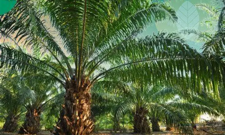 Aset Perkebunan Nusantara Group Perkebunan kelapa sawit salah satu aset perusahaan prabowo