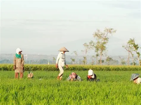 Swasembada Pangan Nasional Transformasi pertanian modern menuju swasembada pangan