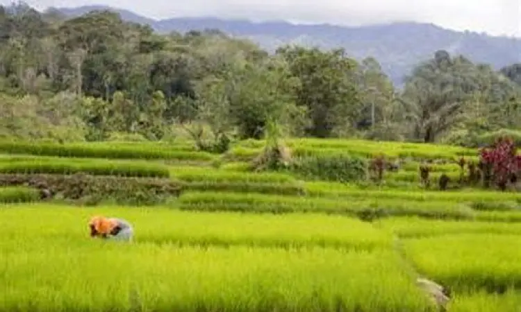 Lahan pertanian proyek Food Estate
