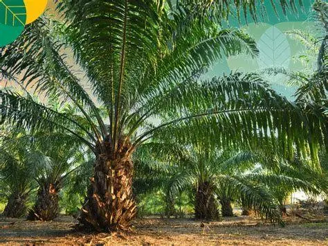 Sektor Agribisnis Perkebunan kelapa sawit bagian dari bisnis prabowo