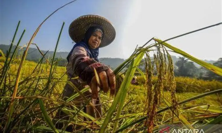 Suasana panen raya padi di pedesaan