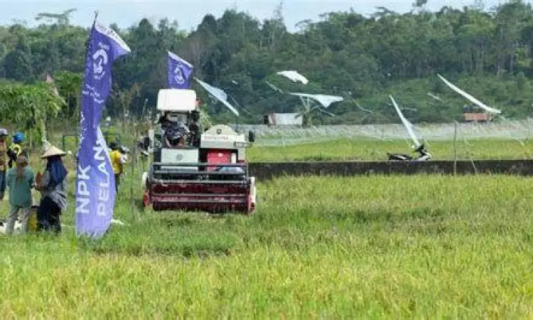 Swasembada Pangan Prabowo Modernisasi pertanian di Indonesia