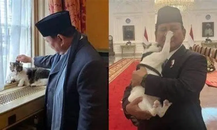 Kucing Bobby berada di meja kerja Prabowo